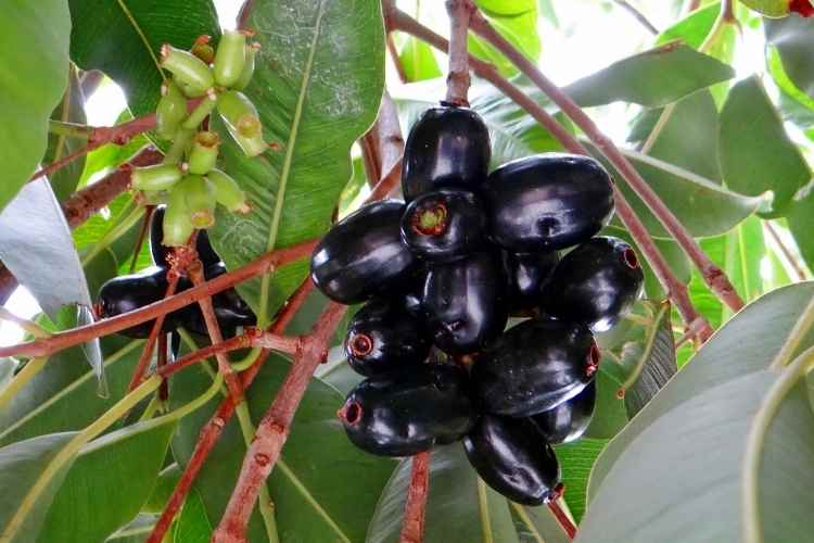 Health Benefits of Jamun