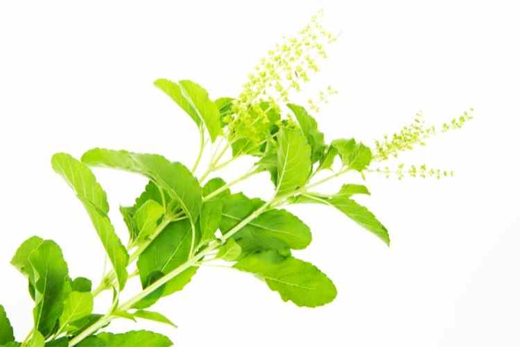 Health Benefits Of Ocimum Sanctum