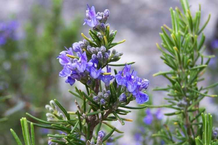 Can you eat Tuscan blue Rosemary? – Know in Detail